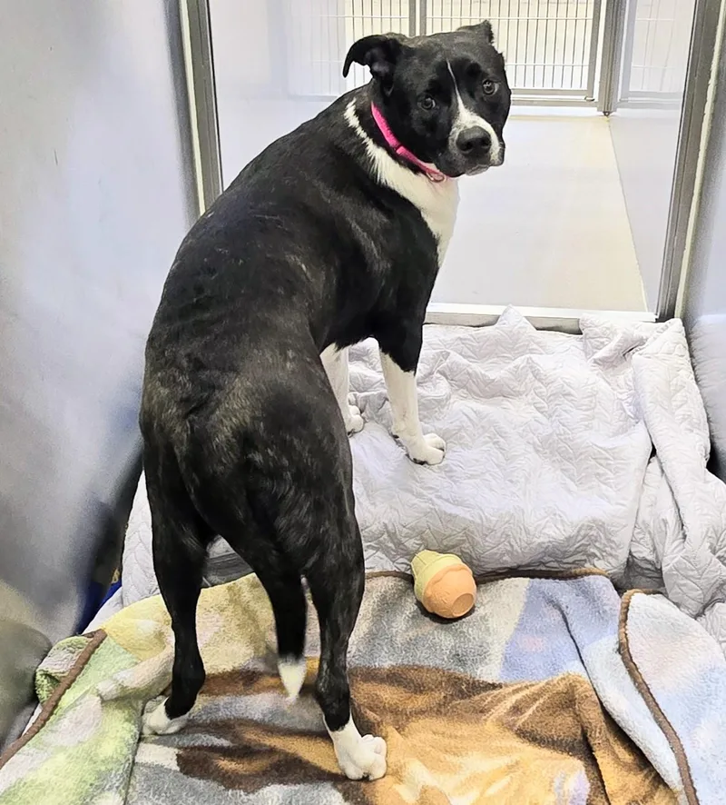 An adult large-sized female Brindle Mixed Breed dog named Lilly for adoption in Amityville, NY