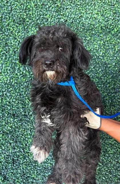 Dog
