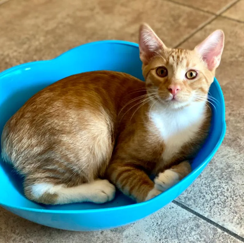 A young medium-sized male Domestic Short Hair cat named Forrest for adoption in Phoenix, AZ