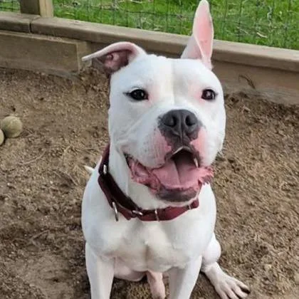 An adult medium-sized male White / Cream Boxer dog named Spud for adoption in Ashtabula, OH