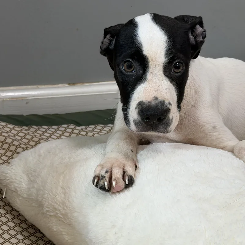 A baby medium-sized male Black Pit Bull Terrier dog named Deuce for adoption in Watertown, CT