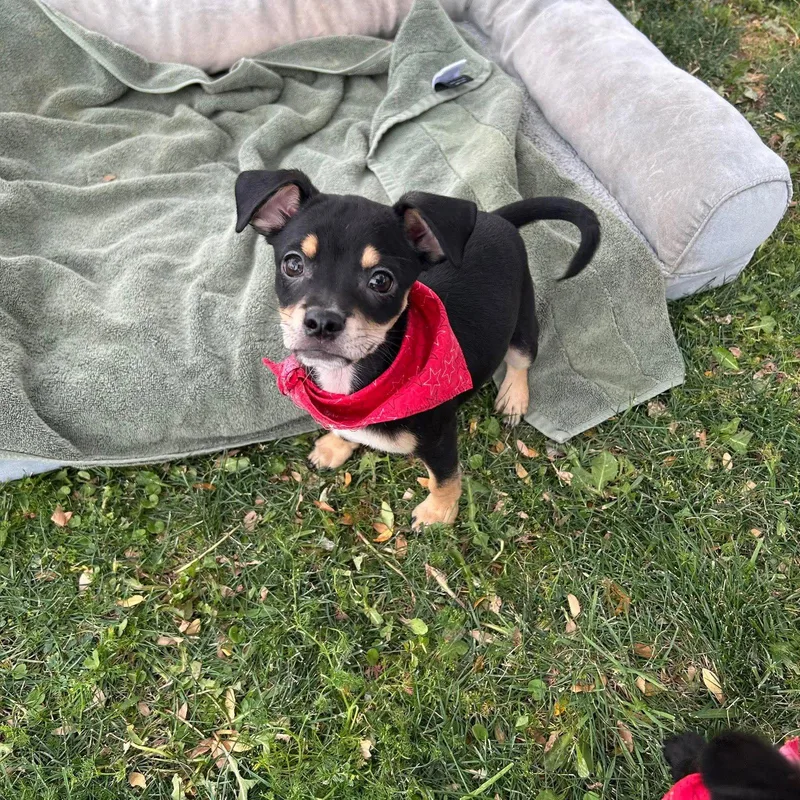A baby small-sized male Chihuahua dog named Munchie for adoption in El Centro, CA