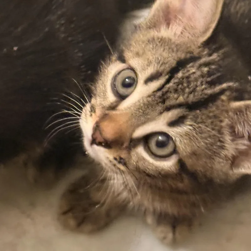 A baby small-sized male Brown / Chocolate Domestic Short Hair cat named Aries for adoption in Middle Village, NY