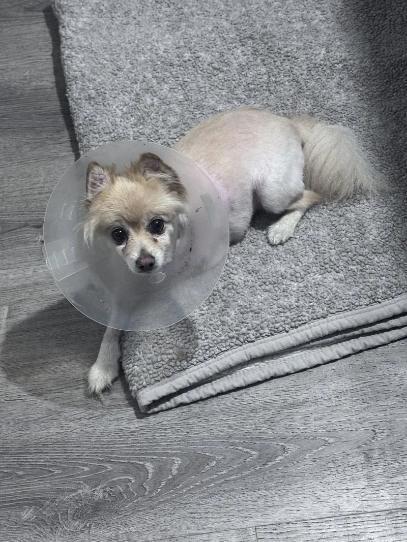 An adult small-sized female Pomeranian dog named Angel for adoption in Holbrook, NY