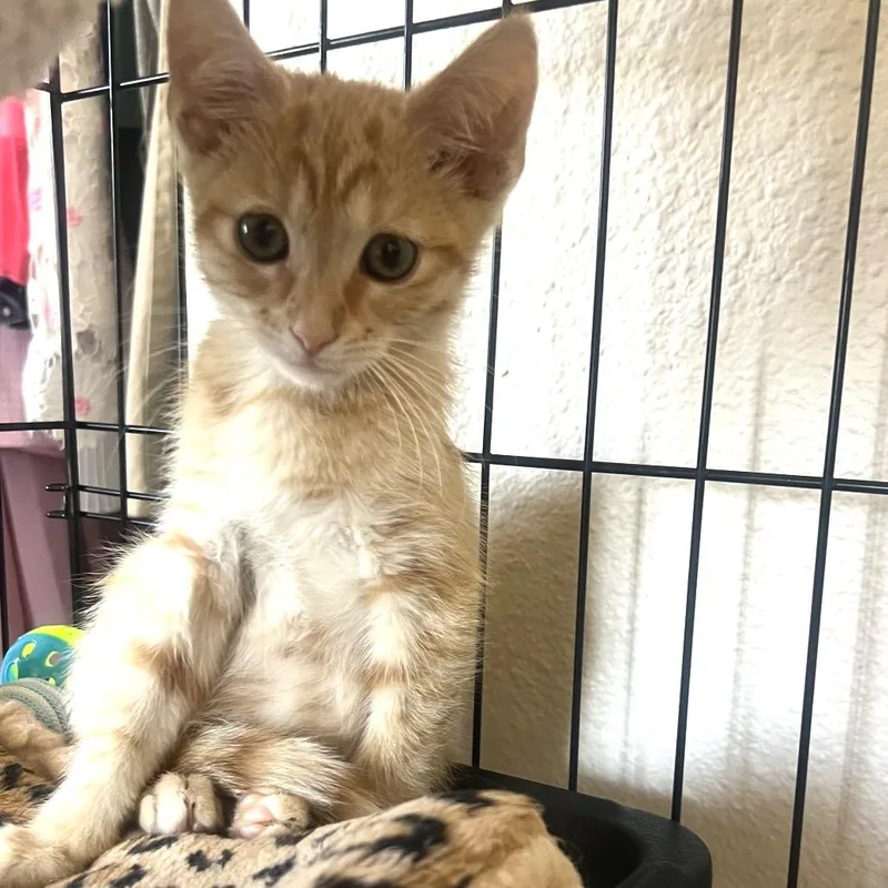 A baby small-sized male Orange / Red Domestic Short Hair cat named Garbanzo for adoption in San Pedro, CA
