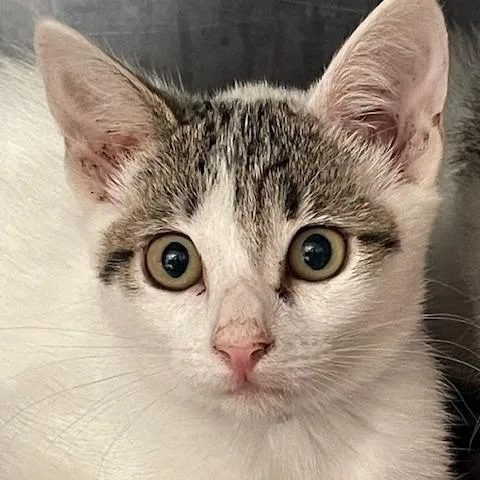 A baby small-sized female White Domestic Short Hair cat named Fanta for adoption in Hawthorne, CA