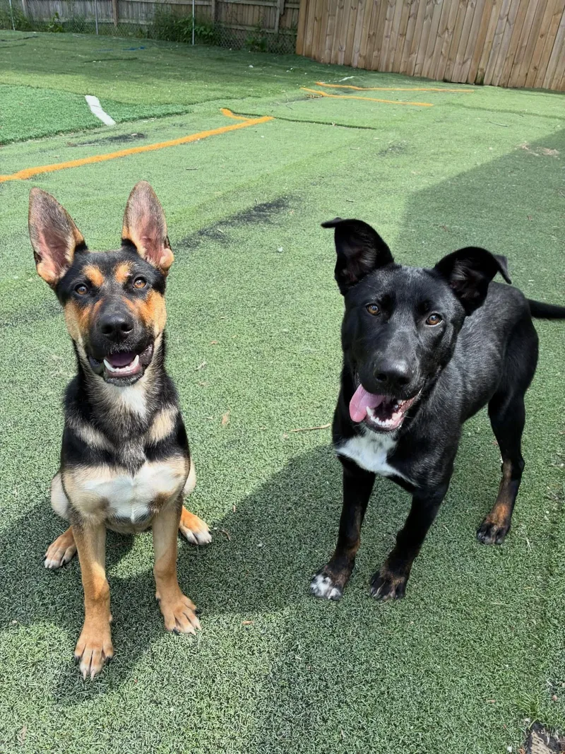 A young large-sized female Tricolor (Brown, Black, & White) German Shepherd Dog dog named Honey for adoption in Lewis Center, OH