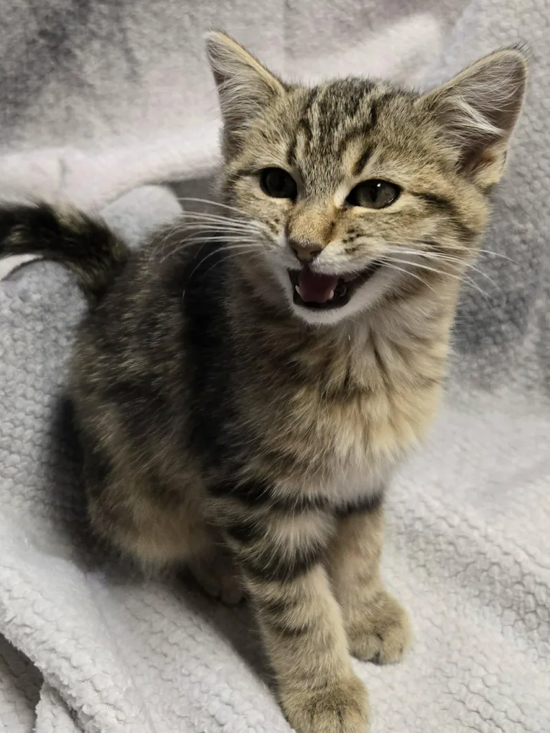 A baby small-sized female Tabby (Brown / Chocolate) Domestic Short Hair cat named Lois for adoption in Saint Charles, MO