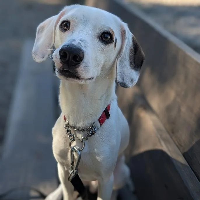 A young small-sized male White / Cream Mixed Breed dog named Pepper Jack for adoption in West Olive, MI