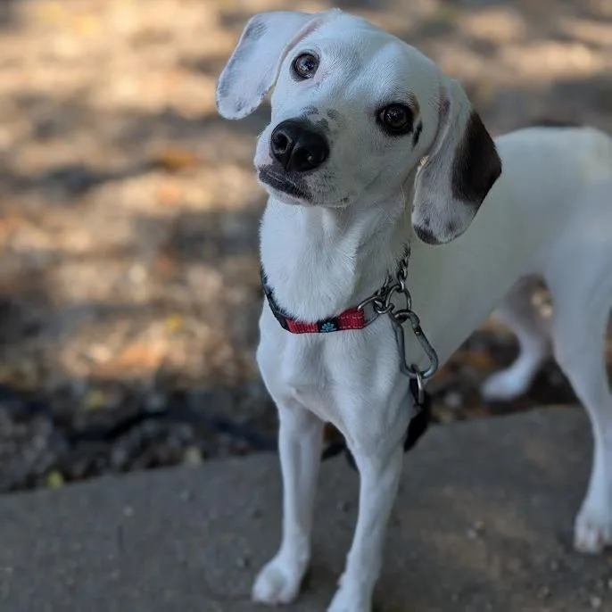 Pepper Jack thumbnail 2