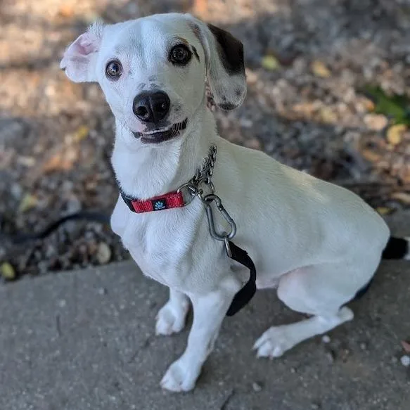 Pepper Jack thumbnail 3