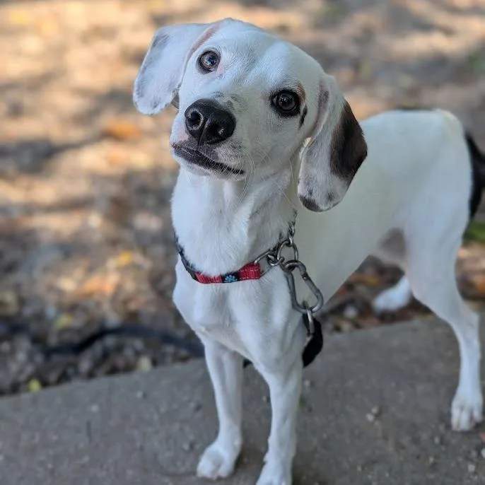 Pepper Jack thumbnail 5