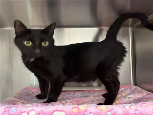 A young medium-sized female Domestic Short Hair cat named Macarena for adoption in Derwood, MD