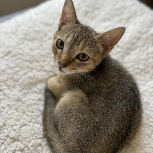 A baby small-sized female Tabby (Buff / Tan / Fawn) Domestic Short Hair cat named Sierra for adoption in Gilbert, AZ