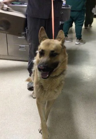 An adult large-sized male German Shepherd Dog dog named Jasper for adoption in Riverside, CA
