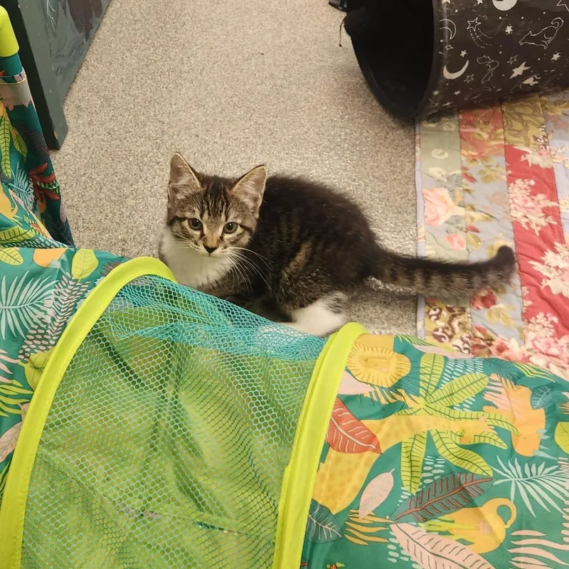 A baby small-sized female Brown / Chocolate Domestic Short Hair cat named Beef Teriyaki for adoption in Brockton, MA