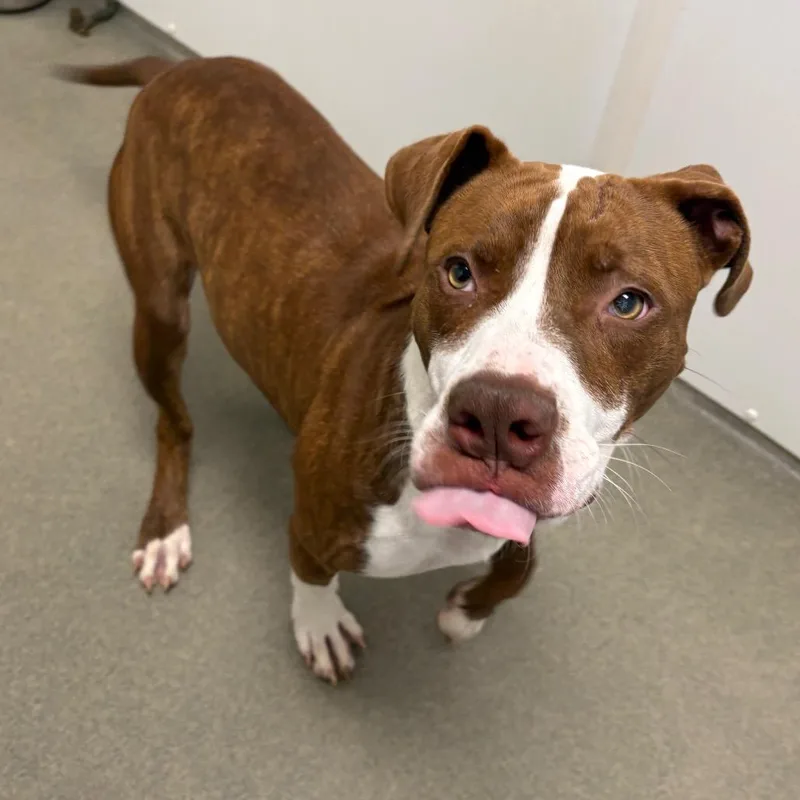 A young small-sized male Red / Chestnut / Orange Mixed Breed dog named Buoy for adoption in Rocky Mount, VA