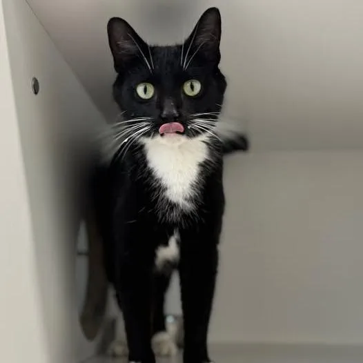 An adult small-sized female Black Domestic Short Hair cat named Ladybug for adoption in Jasper, IN