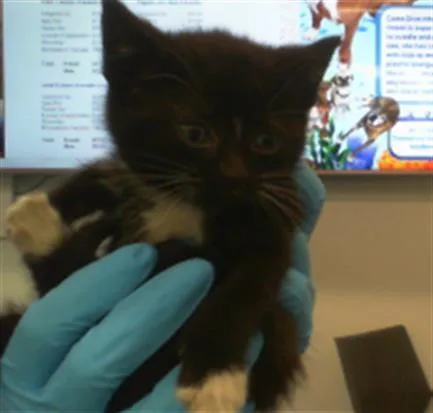 A baby small-sized female Domestic Short Hair cat named Fable for adoption in Charlotte, NC