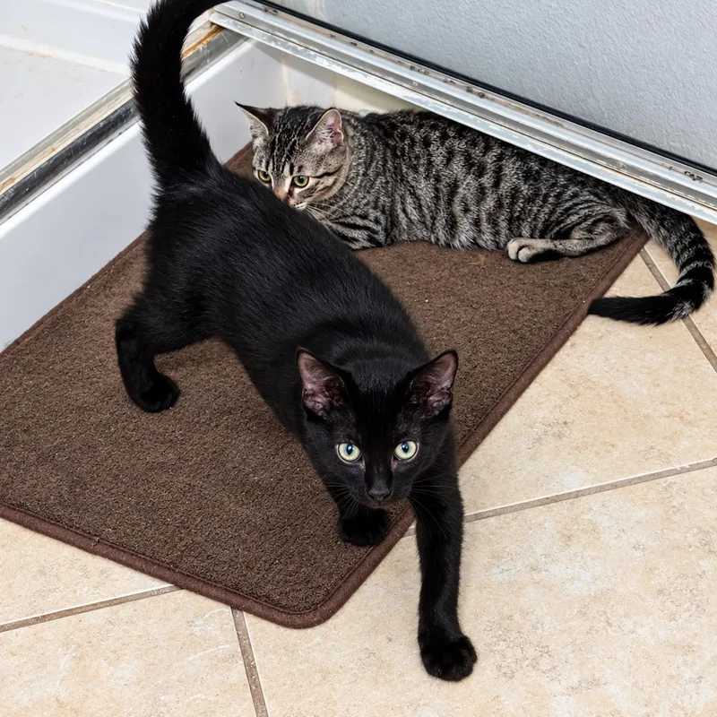 A young medium-sized male Black Domestic Short Hair cat named Bug for adoption in Houston, TX