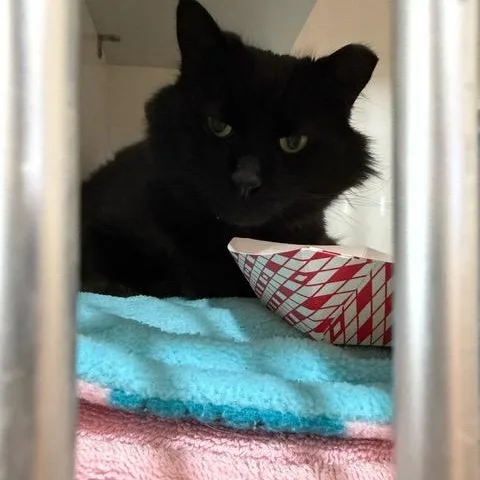 An adult medium-sized male Black Domestic Long Hair cat named Max for adoption in East Brunswick, NJ