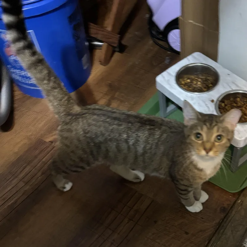A baby small-sized female Tabby (Brown / Chocolate) Domestic Short Hair cat named Mirium for adoption in Pittsburgh, PA