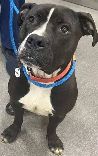 An adult large-sized male Pit Bull Terrier dog named A for adoption in Upper Marlboro, MD