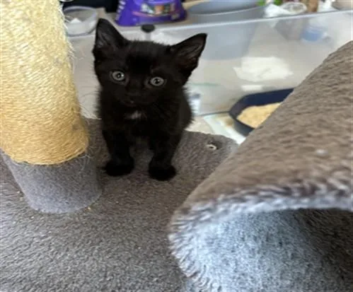 A baby small-sized female Domestic Short Hair cat named Lil Bit for adoption in Santa Maria, CA