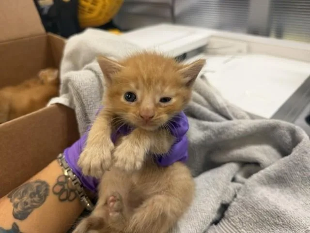 A baby small-sized male Domestic Short Hair cat named Morris for adoption in Miami, FL