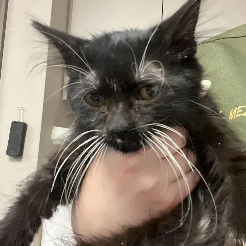 A baby small-sized female Black Domestic Long Hair cat named Minnie for adoption in Lake Jackson, TX