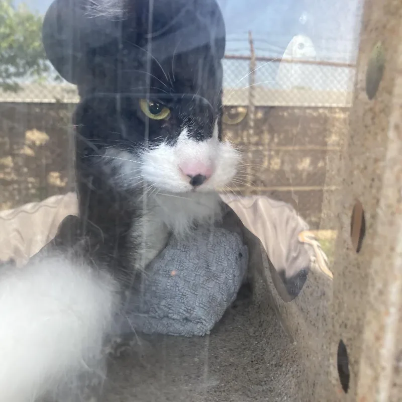 An adult medium-sized female Black Domestic Medium Hair cat named Falcon for adoption in Philadelphia, PA