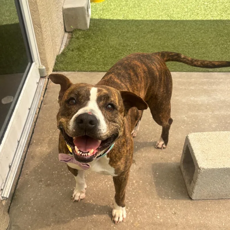 An adult medium-sized female Brindle English Bulldog dog named Balenciaga for adoption in Titusville, FL