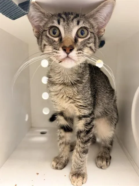 A baby small-sized female Domestic Short Hair cat named Mavis for adoption in Ontario, CA