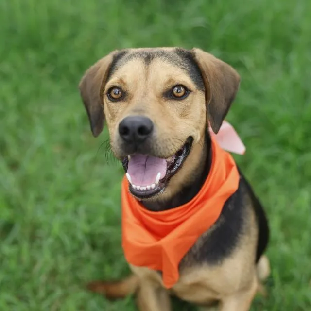 An adult medium-sized male Hound dog named Briggs for adoption in San Antonio, TX