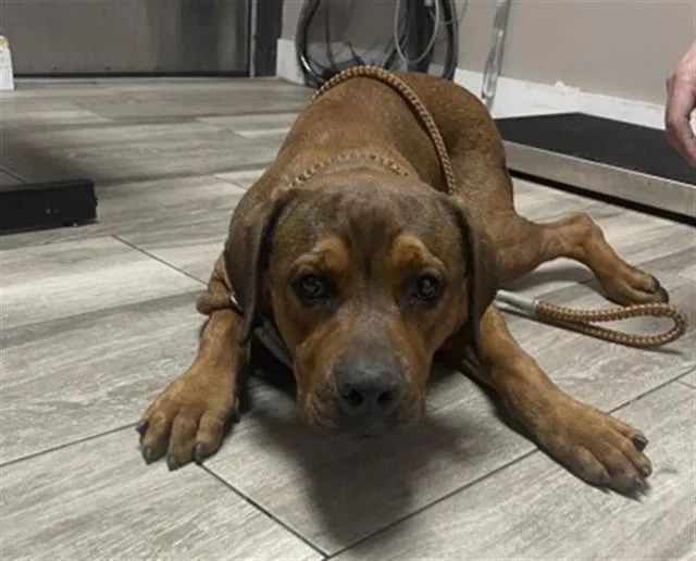 A young small-sized male Rottweiler dog named Rodeo for adoption in Redlands, CA