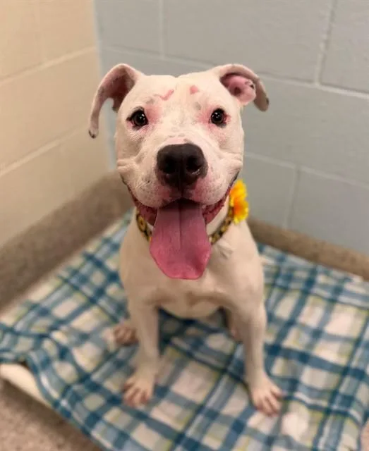 A young medium-sized female Boxer dog named Stevie Nicks for adoption in Brighton, CO