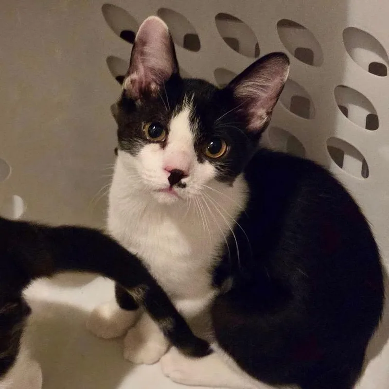 A baby medium-sized male Black & White / Tuxedo Domestic Short Hair cat named Romeo for adoption in East Amherst, NY
