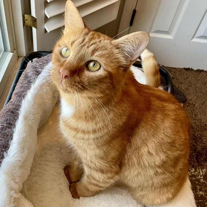 Garfield thumbnail 2