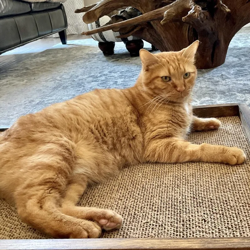 Garfield thumbnail 3