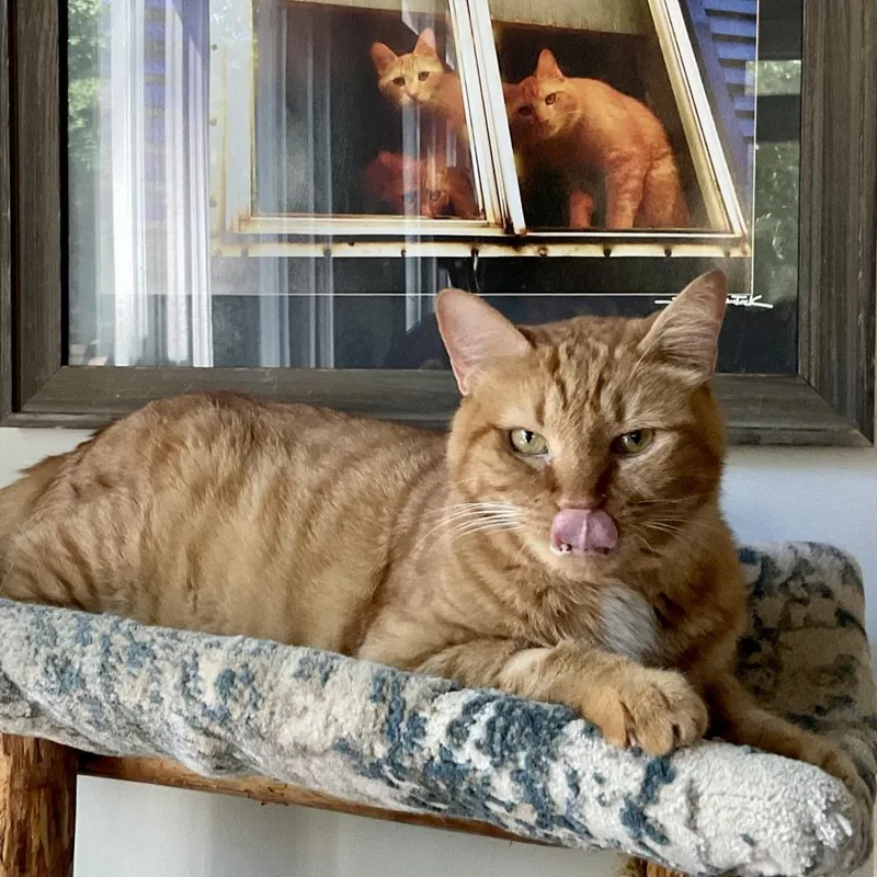 Garfield thumbnail 4