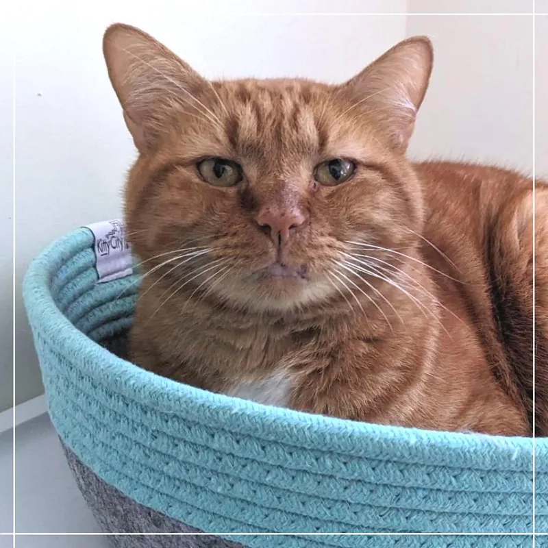 Garfield thumbnail 5