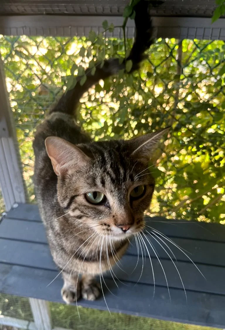 An adult medium-sized female Domestic Short Hair cat named Sasha for adoption in Phoenix, AZ
