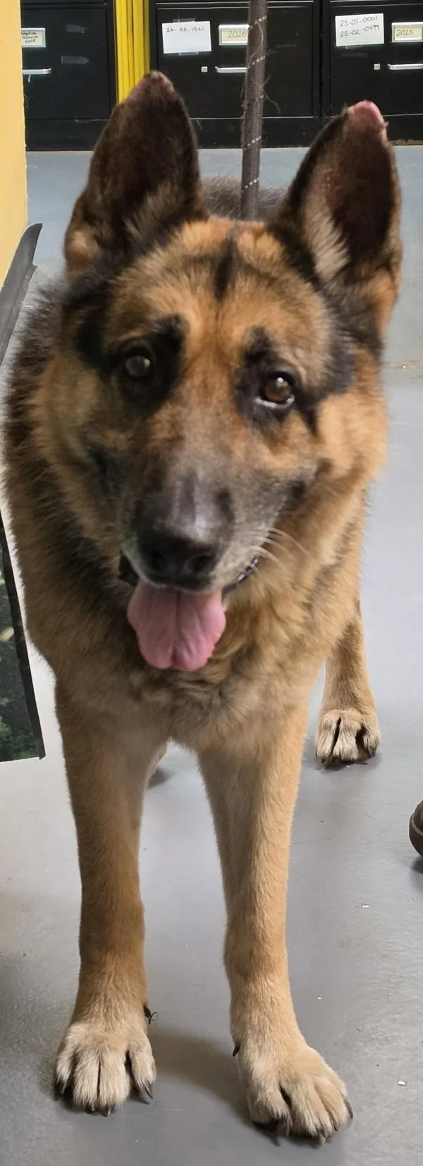 An adult large-sized male German Shepherd Dog dog named Rex for adoption in Dallas, GA