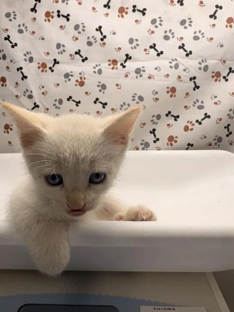A baby small-sized female Domestic Short Hair cat named Curly for adoption in Riverside, CA