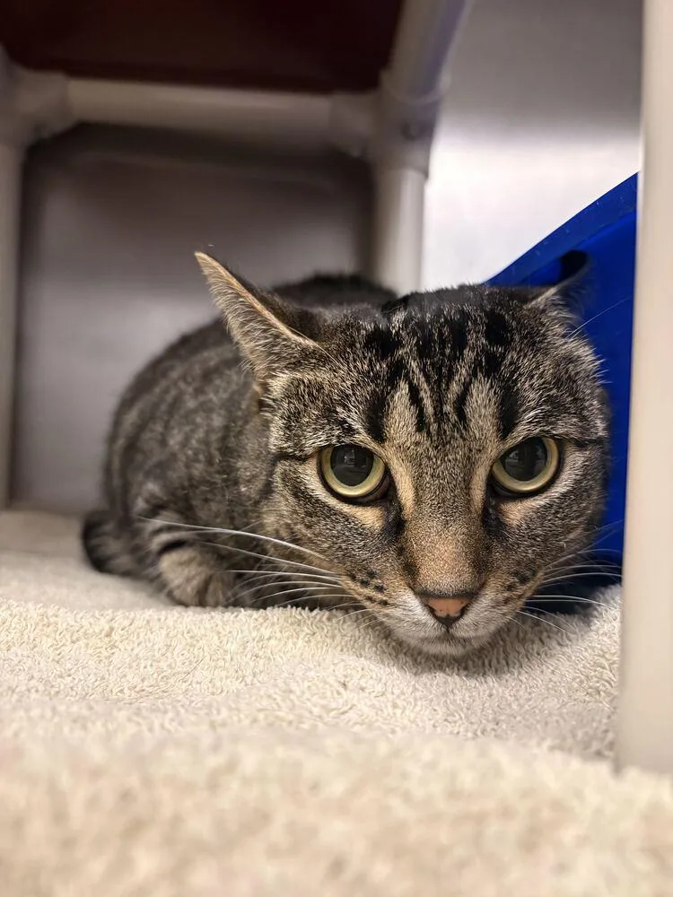 An adult medium-sized female Gray / Blue / Silver Tabby cat named Kaja for adoption in Bowling Green, OH
