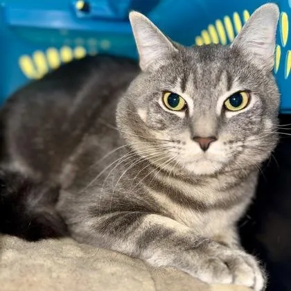 An adult large-sized male Domestic Short Hair cat named Mcavoy for adoption in East Montpelier, VT