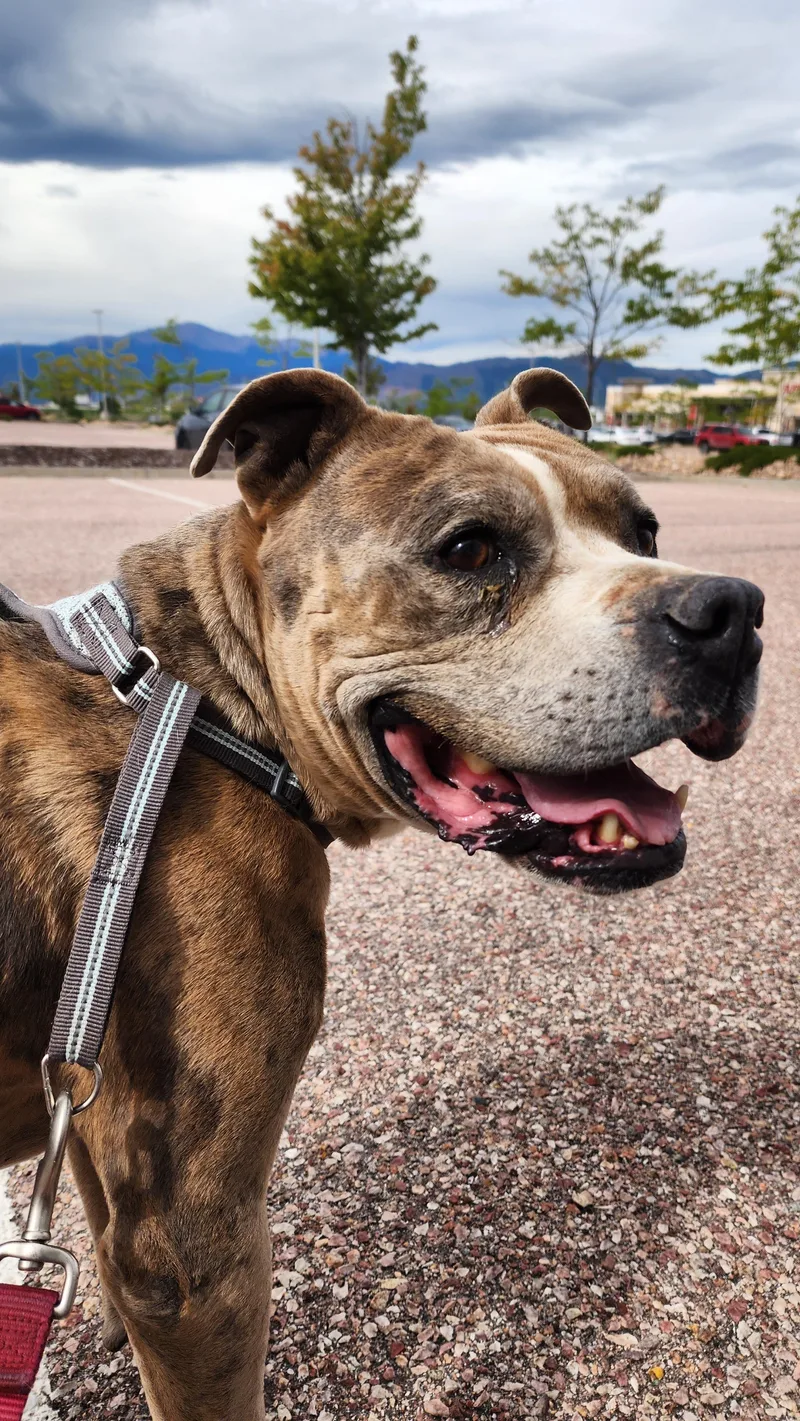 A senior large-sized male Brindle Staffordshire Bull Terrier dog named Boy Cookie for adoption in San Luis, CO