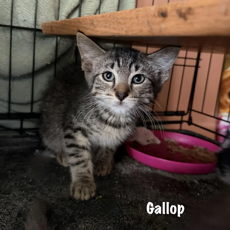 A baby medium-sized male Tabby (Buff / Tan / Fawn) Domestic Short Hair cat named Gallop for adoption in East Hartford , CT