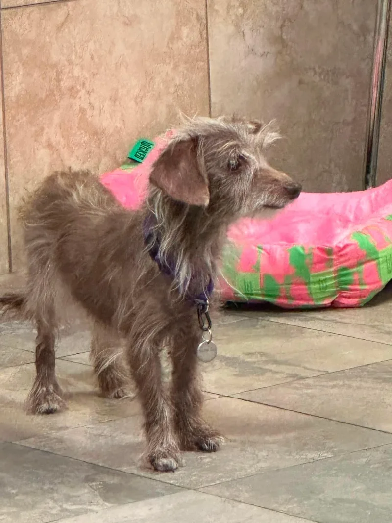 An adult small-sized female Dachshund dog named Poppy for adoption in Virginia Beach, VA