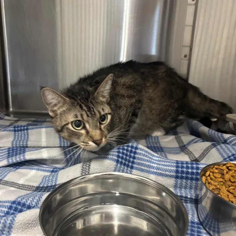 An adult small-sized male Domestic Short Hair cat named Mittens for adoption in Brookfield, MO